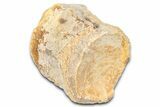 Fossil Mosasaur (Platecarpus) Vertebra - Kansas #382054-1
